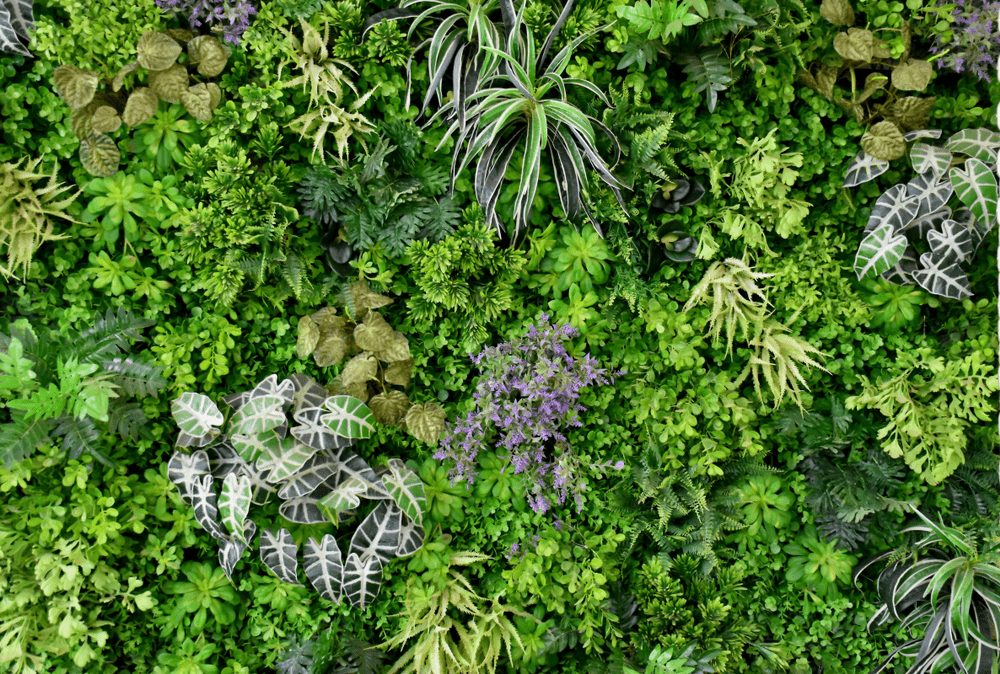 冬でも壁面緑化の状態は保てる おすすめの植物はこちら ヒキダシ Green Company